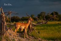 impala im abendlicht